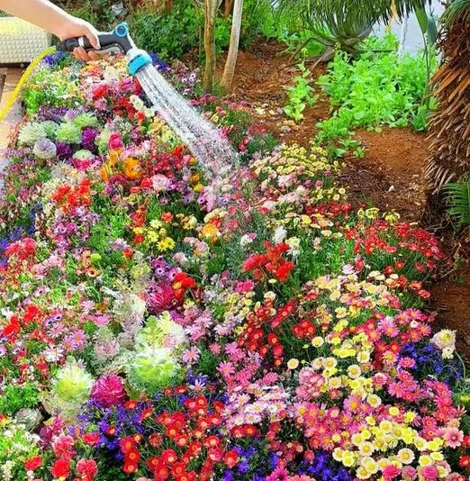 VARIETIES OF FLOWER SEEDS (PACK OF 100) AND FREE PLANT GROWTH SUPPLEMENT
