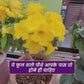 VARIETIES OF FLOWER SEEDS (PACK OF 100) AND FREE PLANT GROWTH SUPPLEMENT